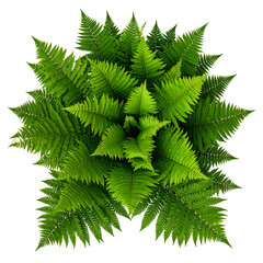 Lush green ferns arranged in a starburst pattern, isolated against a black background