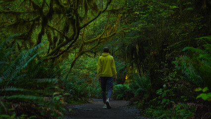 Obraz premium Man walking in the mossy Hoh Rainforest of Olympic National Park in Washington, USA