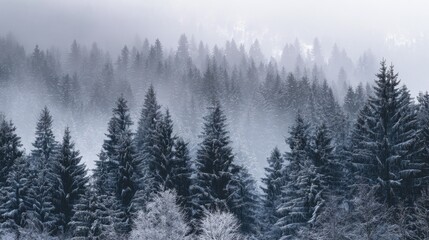 Winter evergreen forest covered in snow and frost with misty fog over mountain trees