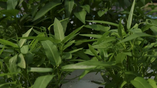 Camera movement on water spinach Ipomoea aquatica plants grown in a hydroponic garden