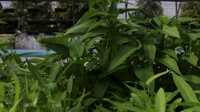 Camera movement on water spinach Ipomoea aquatica plants grown in a hydroponic garden