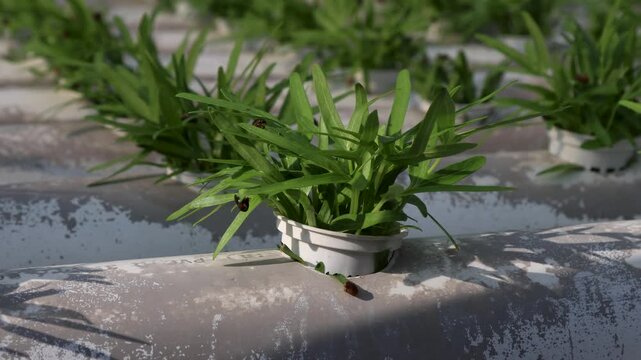 Camera zoom out on water spinach Ipomoea aquatica plants grown in a hydroponic garden