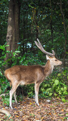 Grace of the Wild — Deer in Natural Harmony