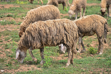 Obraz premium Sheeps with dirty hair eating grass in rural field. Sheep is a farm animal with thick wool that eats grass and is kept for its wool, skin, and meat.