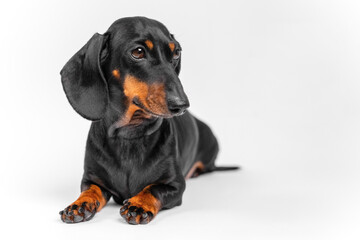 A black and tan dachshund with long ears and smooth fur lies on a white background, looking slightly to the side with a calm and attentive expression. perfect pet-themed designs or canine enthusiasts
