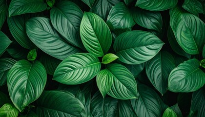 Fototapeta premium Leaves