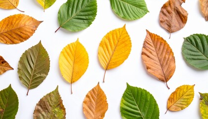 Obraz premium Leaves