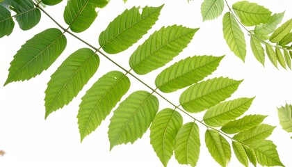 Fototapeta premium Leaves