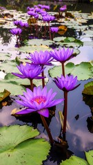 Purple lotus blossoms on a pond