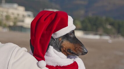 A portrait of a cute dachshund dressed as Santa Claus lies on the beach on a sunny day, a cheerful image of Christmas in the tropics - Powered by Adobe