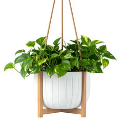 A lush green and yellow leafy plant in a white hanging planter with wooden supports and rope