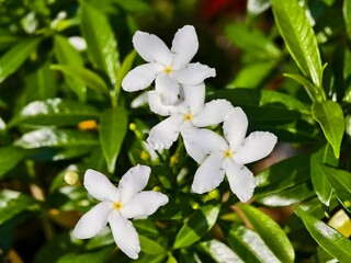 Mondokaki Flower (Tabernaemontana Divaricata) in the morning