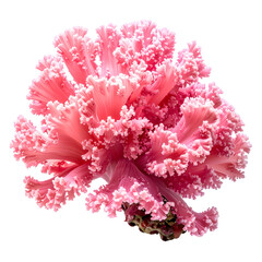 Fototapeta premium Close-up of a vibrant pink ornamental cabbage with ruffled edges, set against a black backdrop