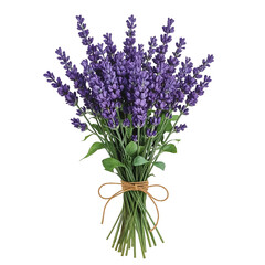 Charming lavender bouquet isolated on transparent background aromatic purple blooms tied with rustic twine, evoking serenity and natural beauty in floral design © NahidaStock
