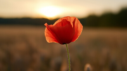 Obraz premium Close-up of a single red poppy in a sunset-lit field, glowing with warm golden backlight.