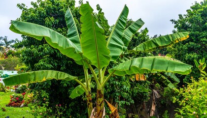 Lush banana plant with broad, green leaves in a tropical garden setting