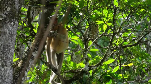Female proboscis monkey climbing