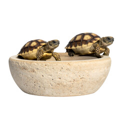 Naklejka premium Two young tortoises rest inside a textured stone bowl, isolated on a black background