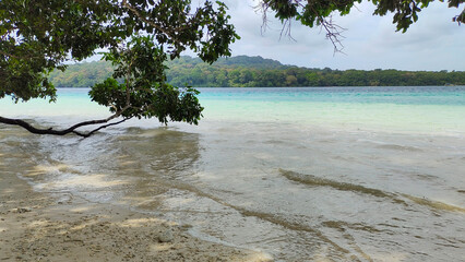 Serenity Beneath the Branches – Nature’s Peace by the Shore