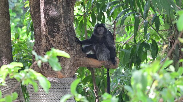 potrait black javan langur