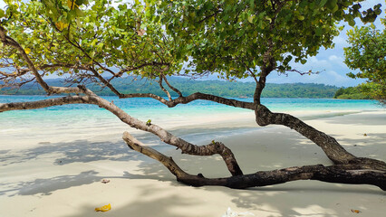Tranquil beach paradise with turquoise waves and leaning coastal trees