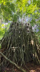 Majestic strangler fig tree with tangled roots in tropical rainforest. a giant strangler fig (banyan) tree with an intricate web of aerial roots
