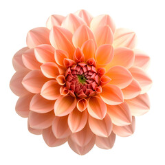 Close-up view of a blooming flower with layered petals in shades of peach and coral