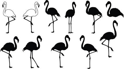 Flamingo bird silhouettes and outlines, elegant standing flamingos illustration, tropical wildlife design, exotic nature concept, vector art for decoration and prints.