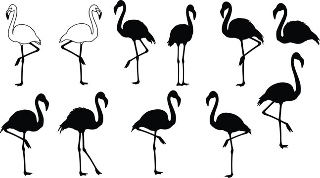 Flamingo bird silhouettes and outlines, elegant standing flamingos illustration, tropical wildlife design, exotic nature concept, vector art for decoration and prints.
