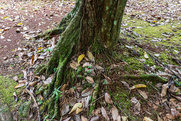 Moss Covered Tree Base with Dry Leaves and Soil