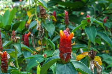 Red Spiral Ginger Flower with Yellow Petals