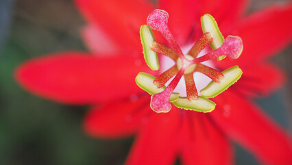 The red passion flower. Vivid red passion flower in full bloom—nature’s masterpiece
