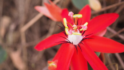The red passion flower. Vivid red passion flower in full bloom—nature’s masterpiece
