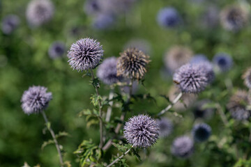 White thistle flower outside in the garden.

