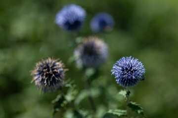 White thistle flower outside in the garden.
