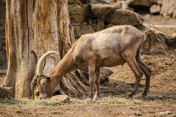 Wild mountain goat with curved horns grazing near a dry tree trunk in a rocky natural habitat