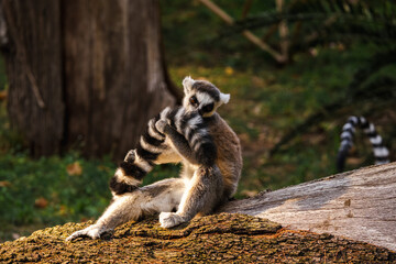 Obraz premium Ring-tailed lemur sitting on a tree trunk holding and sniffing its striped tail in warm sunlight