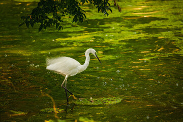 White heron walking gracefully in shallow green water surrounded by reflections and floating algae