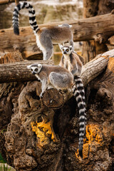 Group of ring-tailed lemurs resting and observing surroundings on large tree trunks in warm afternoon light