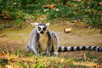 Obraz premium Ring-tailed lemur sitting on the ground with bright yellow eyes staring directly at the camera in a natural setting