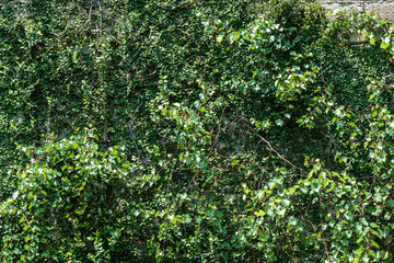 Green Vines and Foliage on Stone Wall Surface