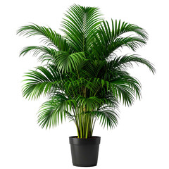Lush, vibrant green palm in a black pot against a dark backdrop