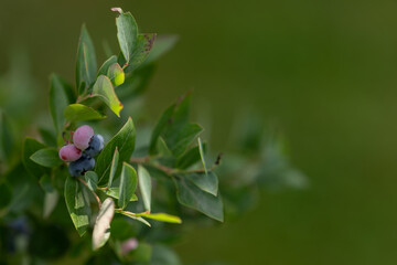 Canadian blueberries on a shrub branch.
