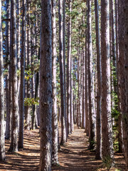 Straight forest trail lined with tall, evenly spaced pine trees, sunlight filtering through trunks