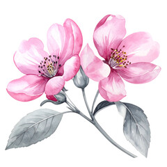 Watercolor illustration of two pink blossoms and buds on a silver branch, black background