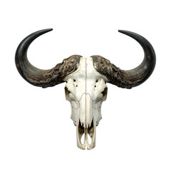 Overhead shot of a weathered, bleached bovine skull with massive, curving horns