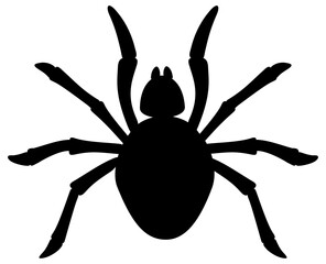 Black silhouette of a spider isolated on a white background. Vector illustration