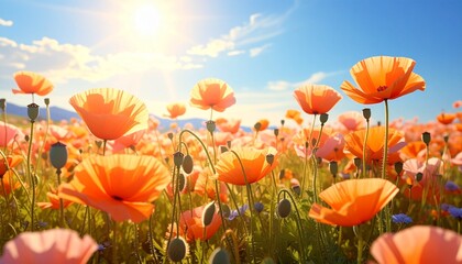 Obraz premium Vibrant orange poppies blooming in a sun-drenched field under a clear blue sky.