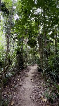 Peaceful walk in the oldest tropical rainforest - Daintree, lush vegetation, fan palms (Licuala ramsayi), Licuala Rainforest trail, Djiru National Park, Tropical North Queensland, Cairns, Australia