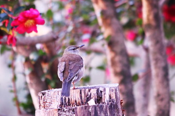 真っ赤な山茶花と野鳥のシロハラ